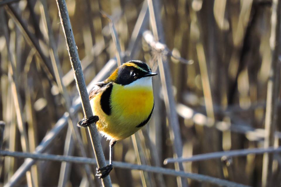 1185256_859476524165175_201158188232495969_n