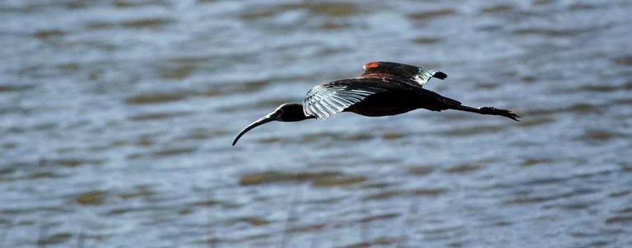 12507108_869273536518807_6032398958853626800_n