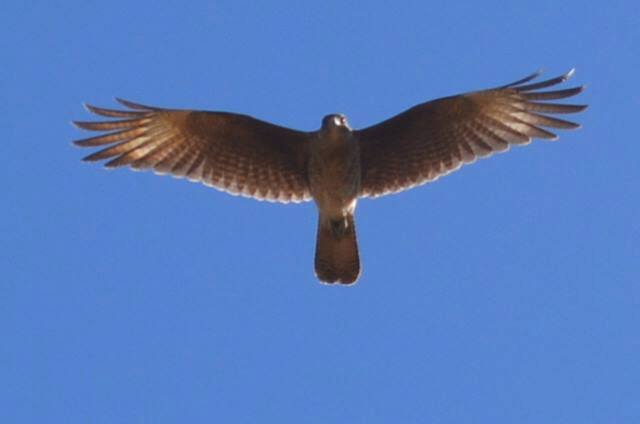 12963498_922153984564095_6454441199591976266_n