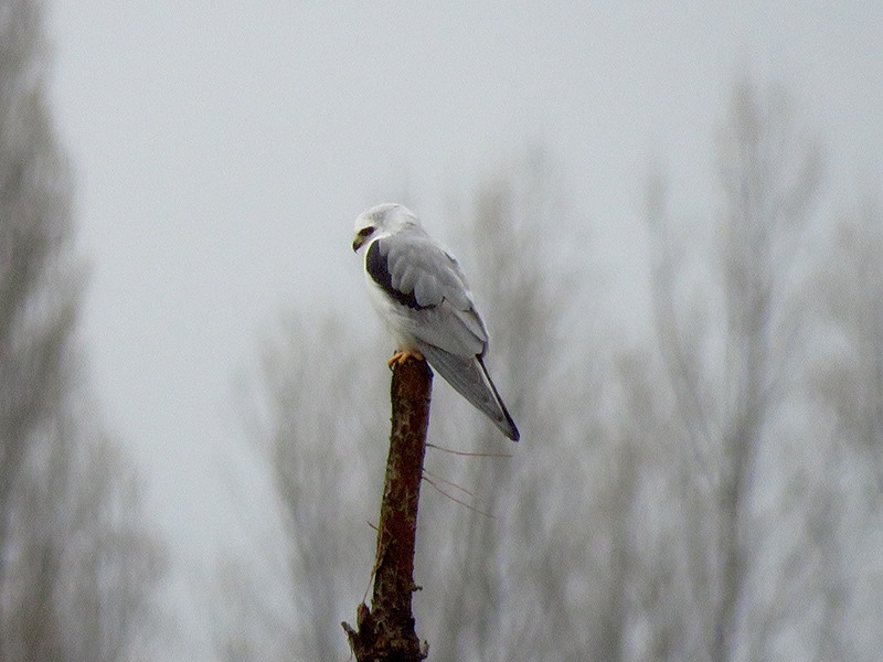 13876466_992816857497807_3447332420595063374_n