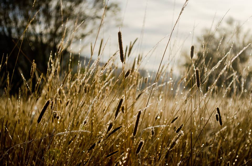 1912452_775239199255575_8895827461663941849_n