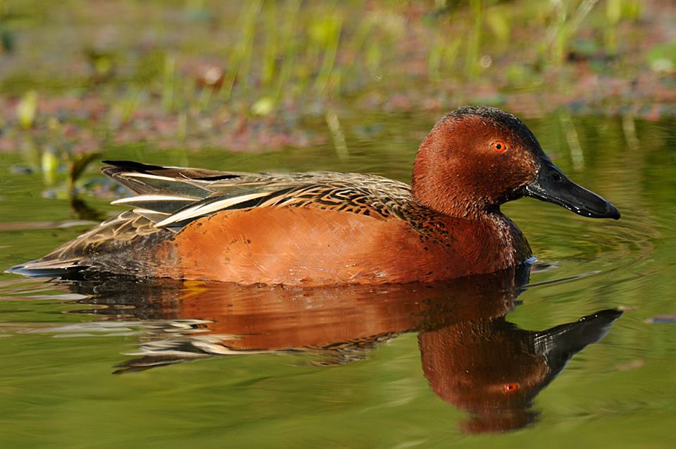 995308_859476397498521_4409900442842409260_n