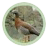 Asociación Aves Patagónicas