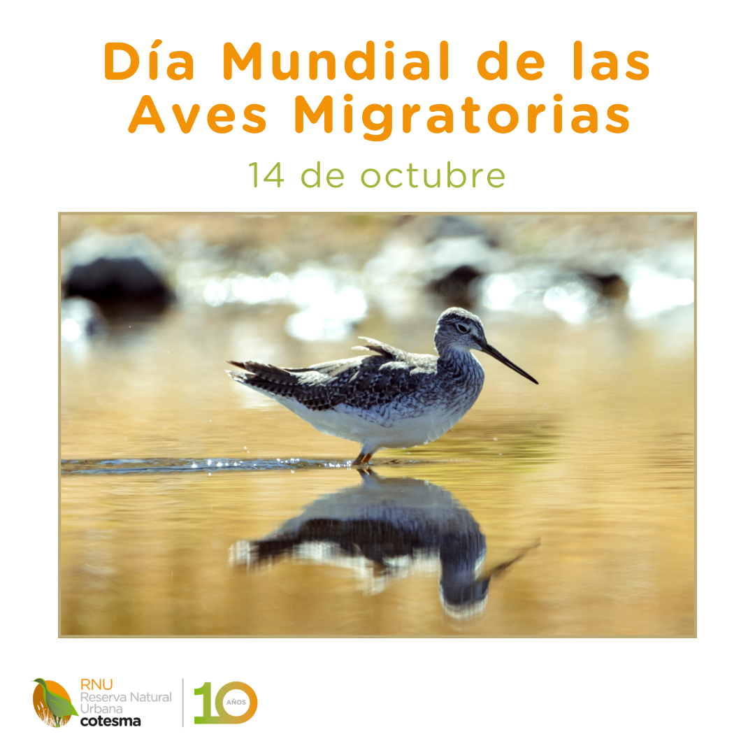 Día Mundial de las Aves Migratorias.