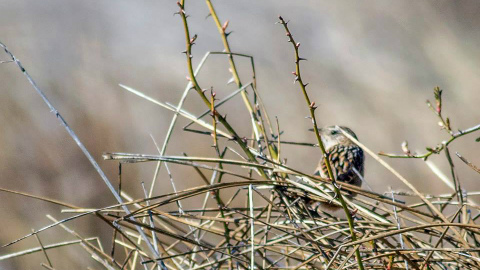 rnu_relevamiento-sep12-2015