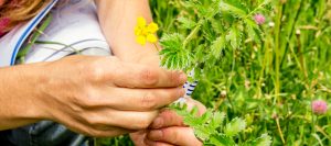 capacitacion de especies vegetales