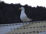 La gaviota cocinera