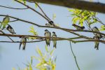 Golondrina Patagónica