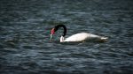 Cisne de cuello negro