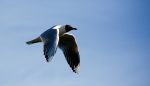 Gaviota capucho café