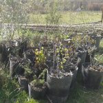 Reintroducción de especies nativas