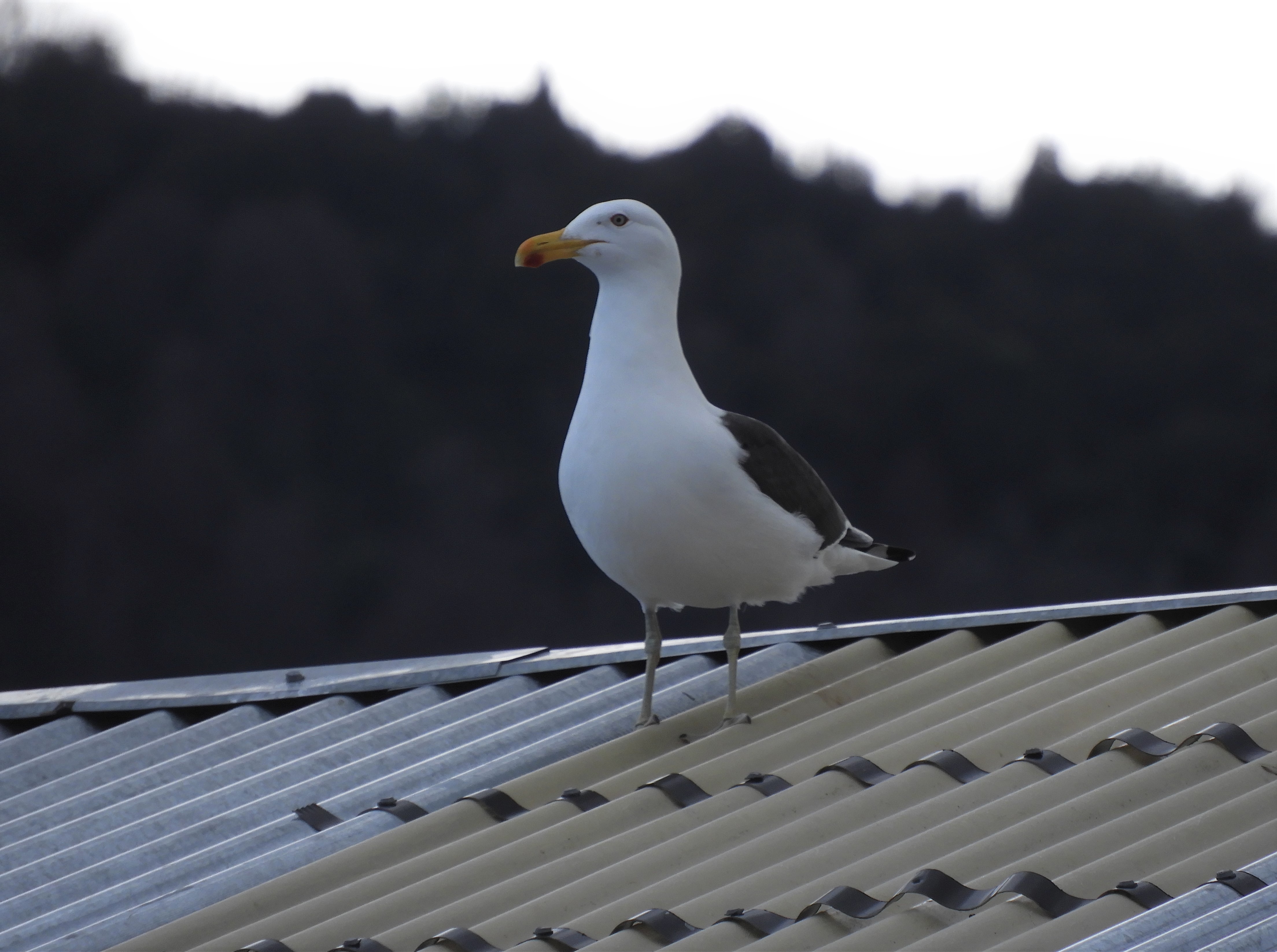 La gaviota cocinera