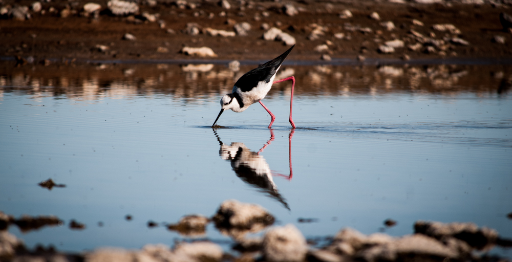 Los Lunes de Aves